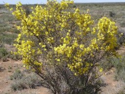 Rhigozum obovatum in flower