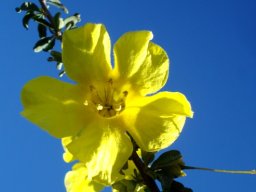 Rhigozum obovatum flower