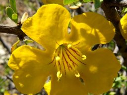 Rhigozum obovatum flower