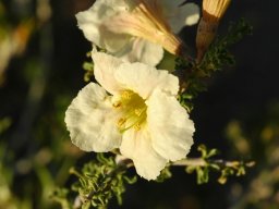 Rhigozum trichotomum flowers and leaves