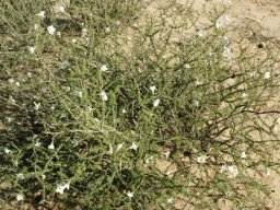 Rhigozum trichotomum