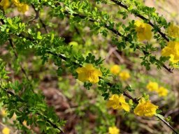 Rhigozum zambesiacum renewal