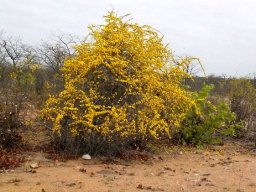 Rhigozum zambesiacum
