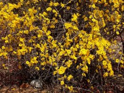 Rhigozum zambesiacum flowers