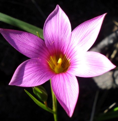 Romulea fibrosa in the Swartberg
