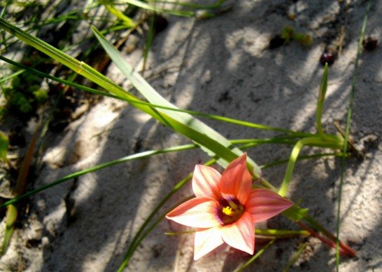 Romulea hirsuta