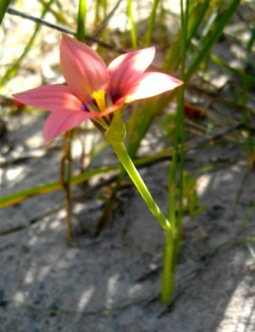 Romulea hirsuta flower