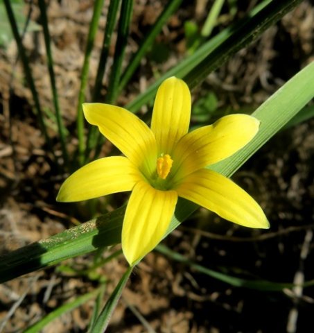 Romulea hirta