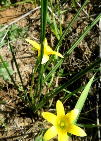 Romulea hirta leaves