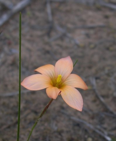 Romulea jugicola