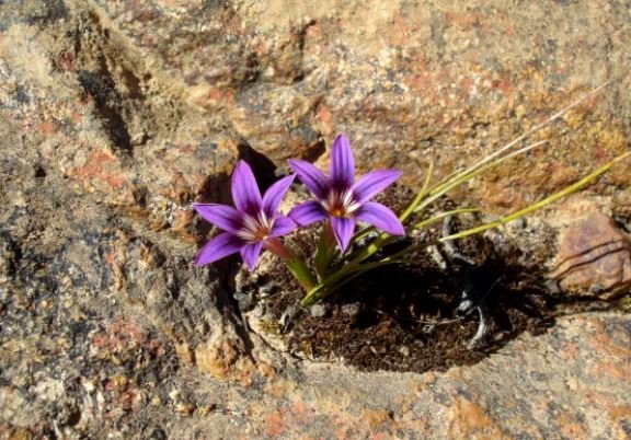 Romulea kamisensis in habitat