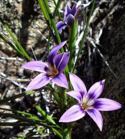 Romulea kamisensis