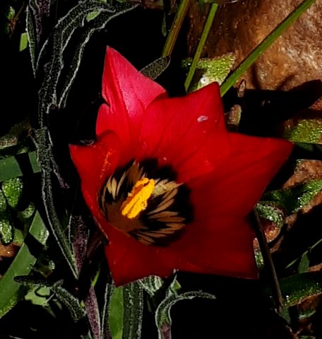 Romulea pudica