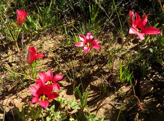 Romulea pudica in numbers