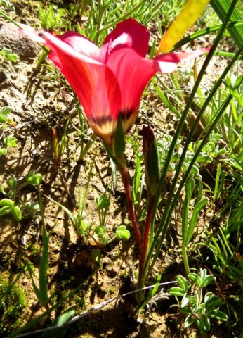 Romulea pudica leaves