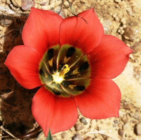 Romulea sabulosa