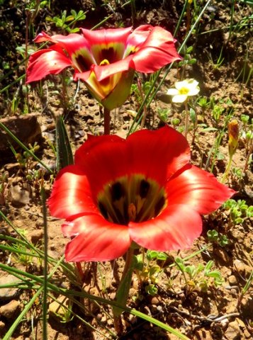 Romulea sabulosa bracts
