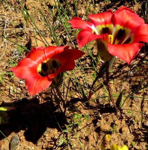 Romulea sabulosa leaves and buds