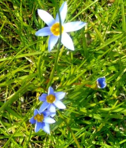Romulea tabularis