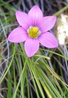 Romulea camerooniana flower