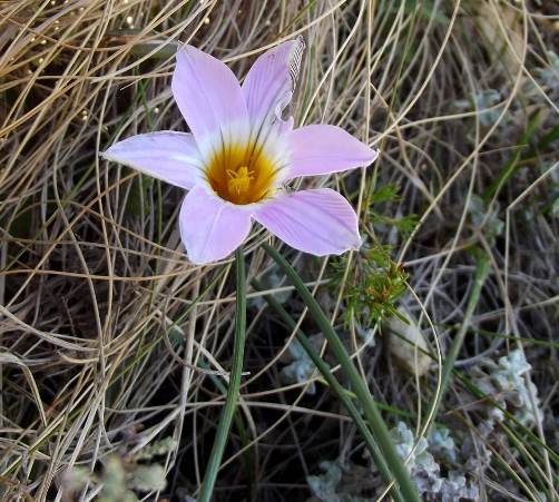 Romulea vlokii flower