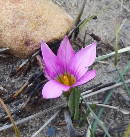 Romulea vlokii 