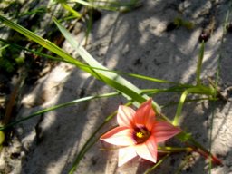 Romulea hirsuta