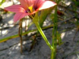 Romulea hirsuta flower