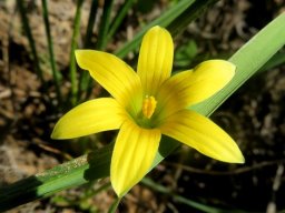 Romulea hirta