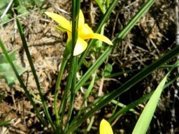 Romulea hirta leaves