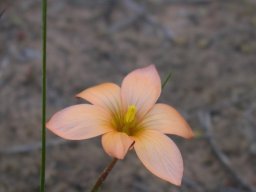 Romulea jugicola