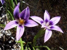Romulea kamisensis flowers