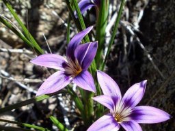 Romulea kamisensis