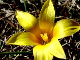 Romulea macowanii var. macowanii