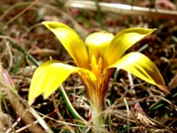 Romulea macowanii var. macowanii flower