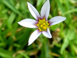 Romulea