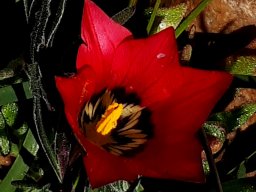 Romulea pudica