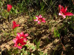 Romulea pudica in numbers