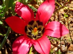 Romulea pudica open flower