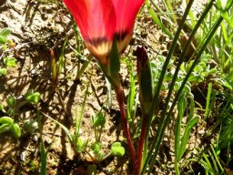 Romulea pudica leaves