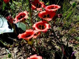 Romulea sabulosa making a statement in numbers