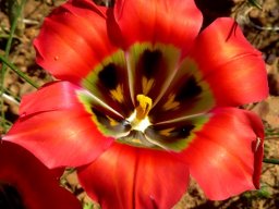 Romulea sabulosa flower