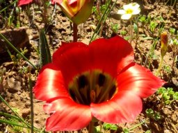 Romulea sabulosa bracts