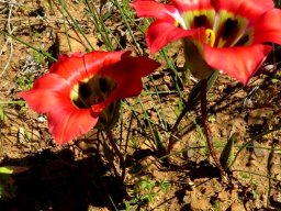 Romulea sabulosa leaves and buds