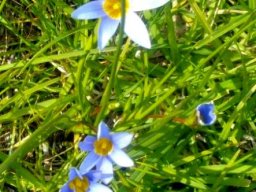 Romulea tabularis