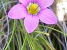 Romulea camerooniana flower