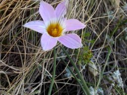 Romulea vlokii flower