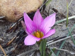 Romulea vlokii 