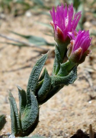 Ruschia calcarea flowers