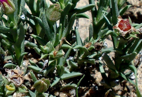 Ruschia calcarea buds and fruit